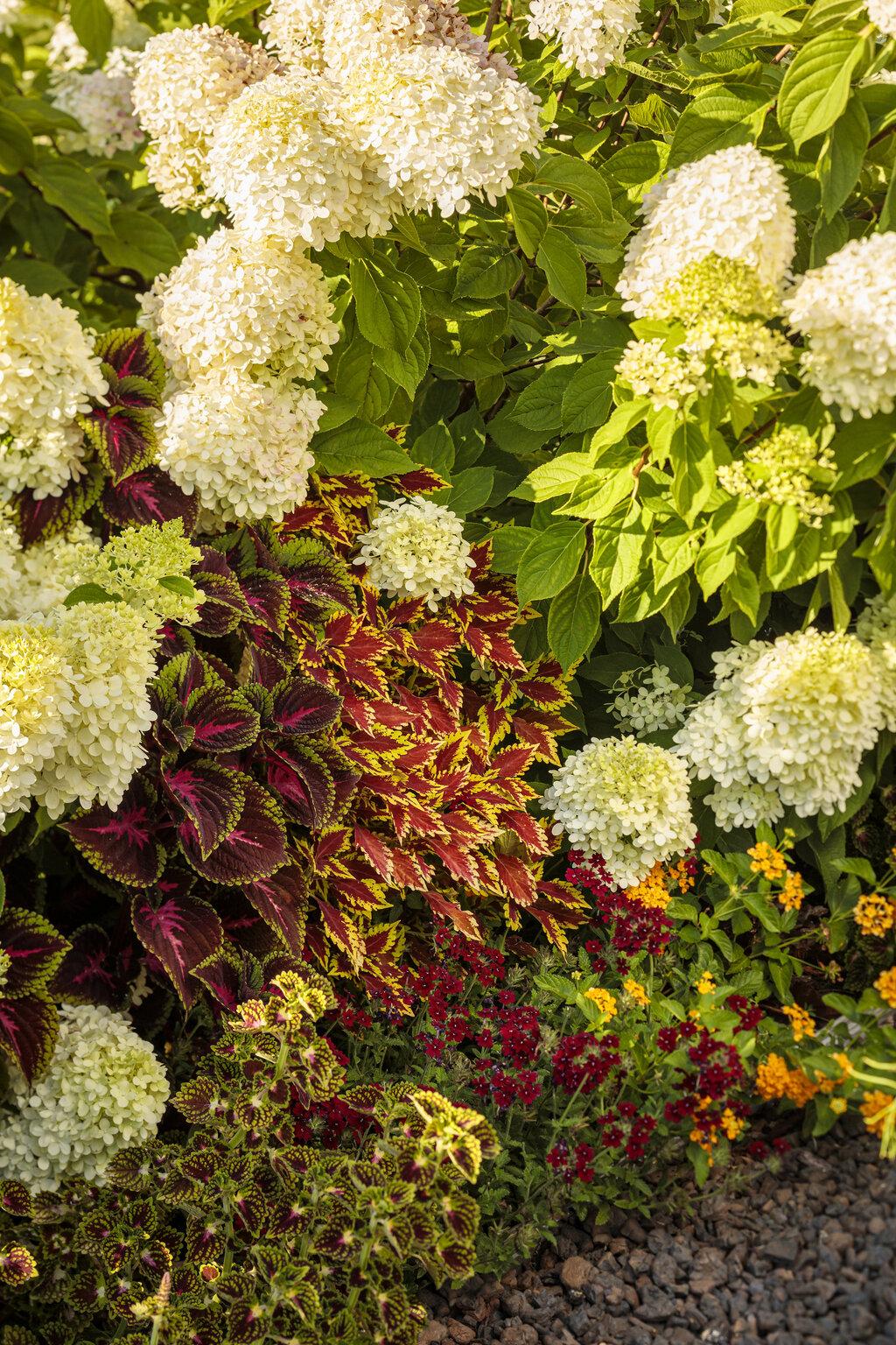 Hydrangea Paniculata 'little Lime' - View 39 from www redcrocus com