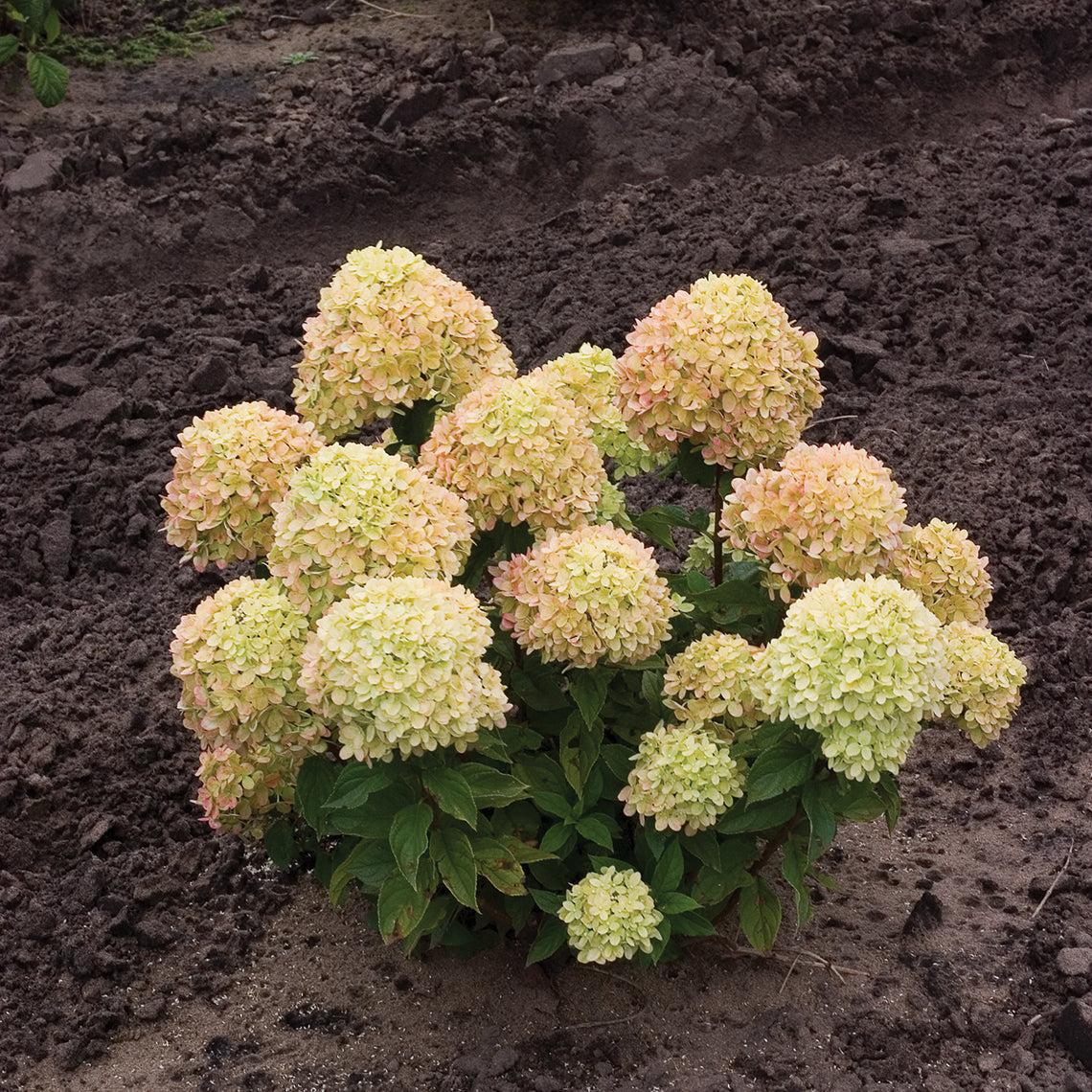 Hydrangea Paniculata 'little Lime' - View 3 from www redcrocus com