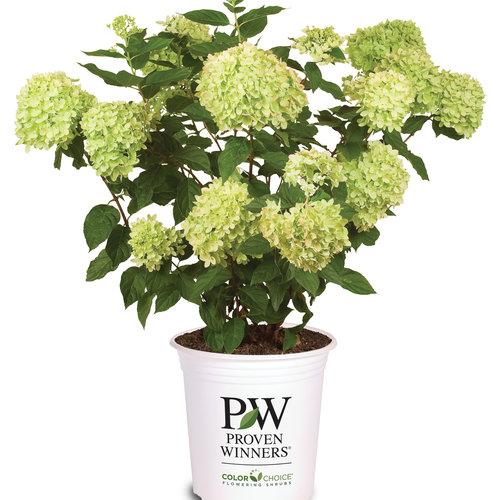 Hydrangea Paniculata 'little Lime' - View 6 from www redcrocus com