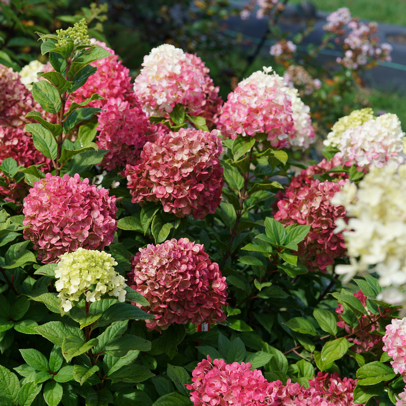 Hydrangea Paniculata 'little Lime' - View 8 from www redcrocus com