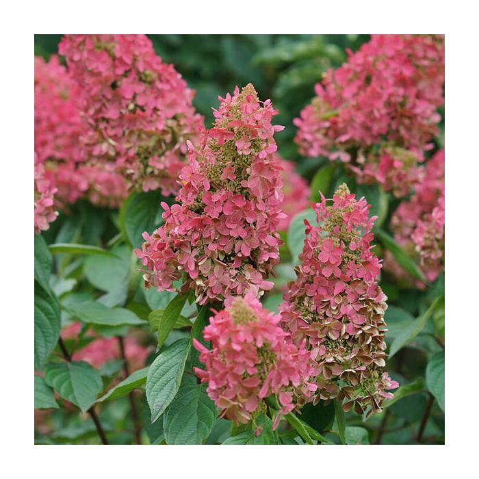 Hydrangea Paniculata 'pinky Winky Prime' - View 35 from www redcrocus com