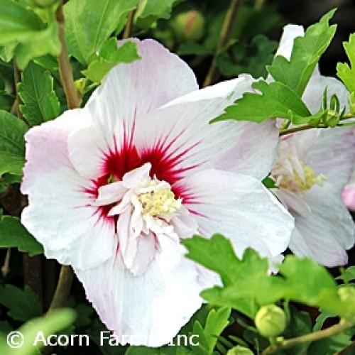 Hibiscus Syriacus 'fiji' - View 11 from www redcrocus com