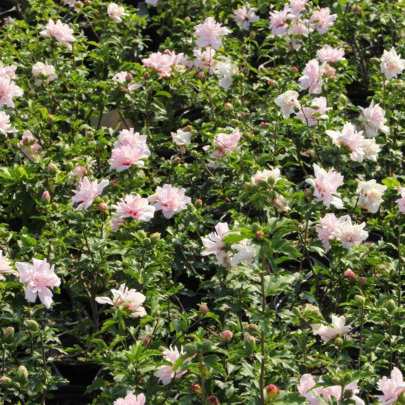 Hibiscus Syriacus 'fiji' - View 15 from www redcrocus com