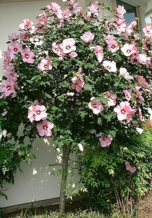Hibiscus Syriacus 'fiji' - View 17 from www redcrocus com