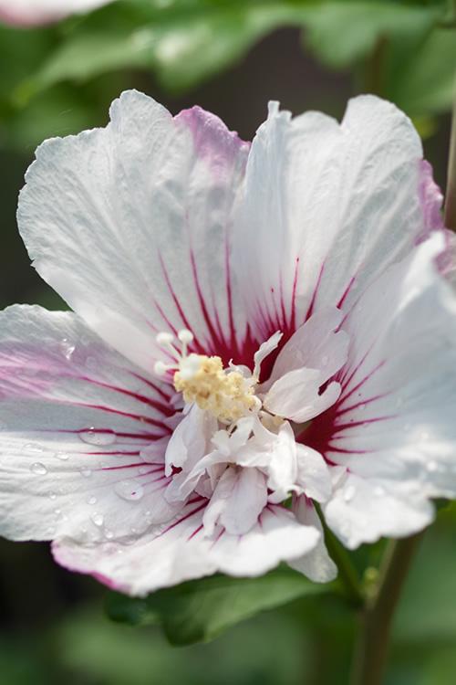 Hibiscus Syriacus 'fiji' - View 18 from www redcrocus com