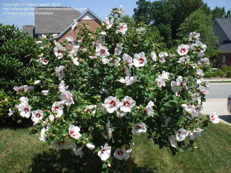 Hibiscus Syriacus 'fiji' - View 27 from www redcrocus com