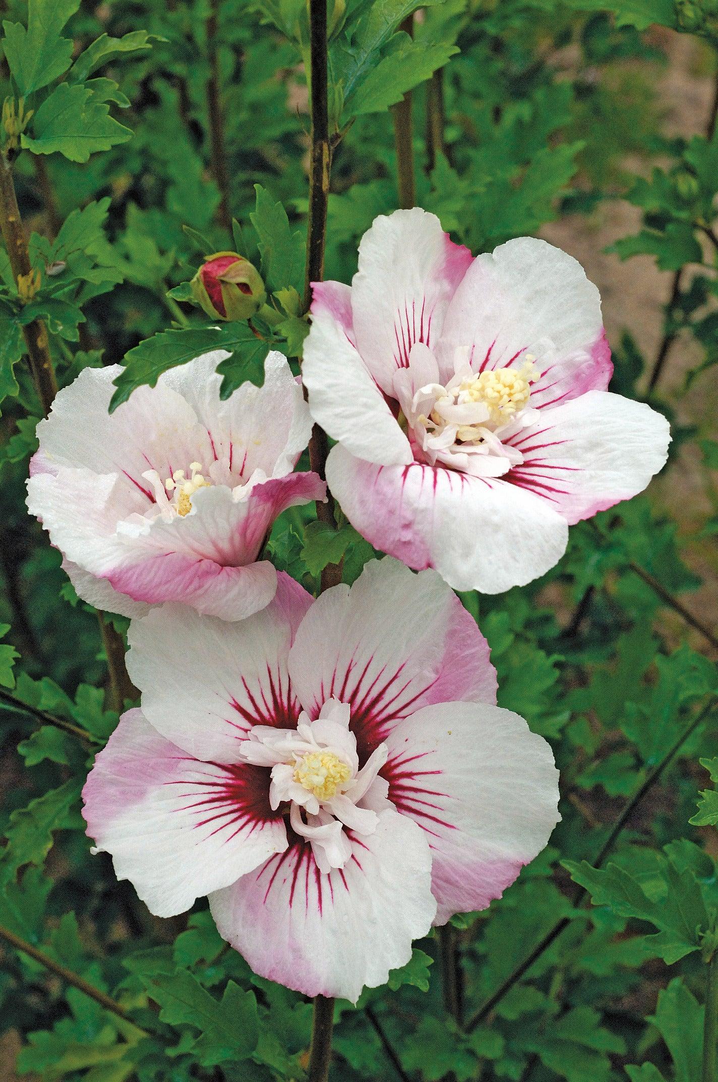 Hibiscus Syriacus 'fiji' - View 35 from www redcrocus com