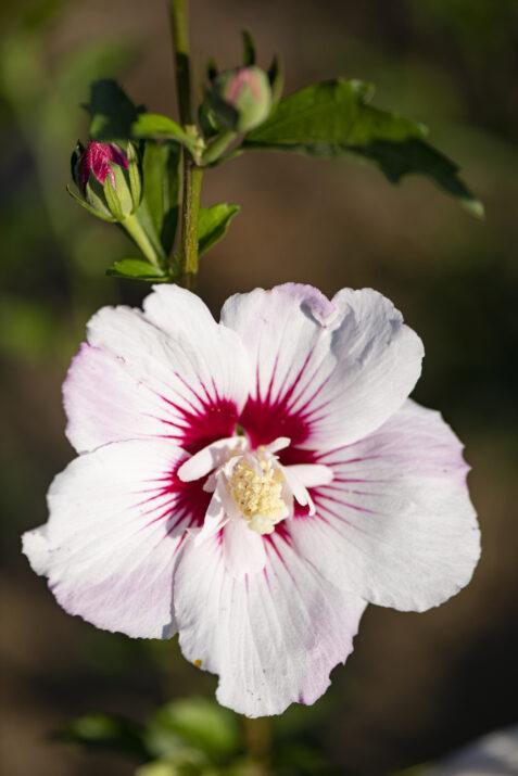 Hibiscus Syriacus 'fiji' - View 39 from www redcrocus com