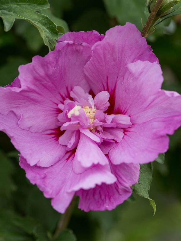 Hibiscus Syriacus 'tahiti' - View 10 from www redcrocus com