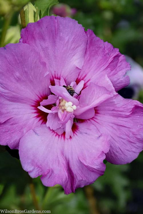 Hibiscus Syriacus 'tahiti' - View 17 from www redcrocus com
