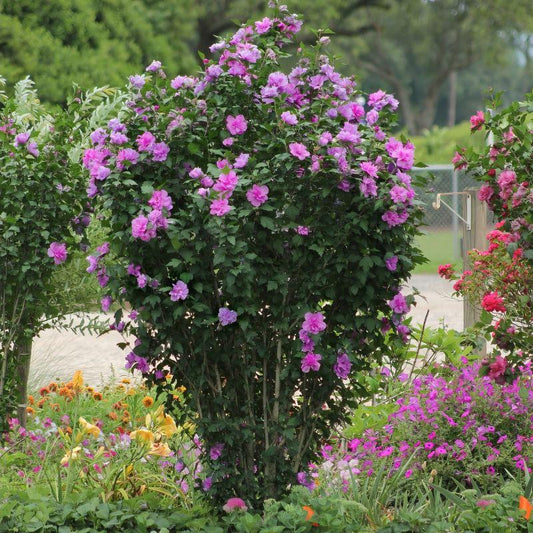 Hibiscus Syriacus 'tahiti' - View 1 from www redcrocus com