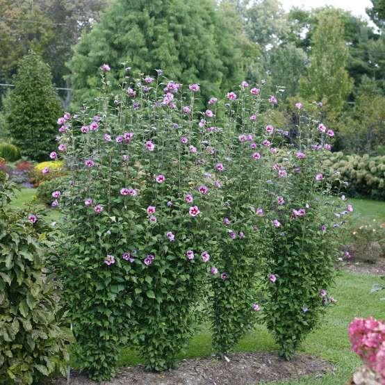 Hibiscus Syriacus 'tahiti' - View 23 from www redcrocus com