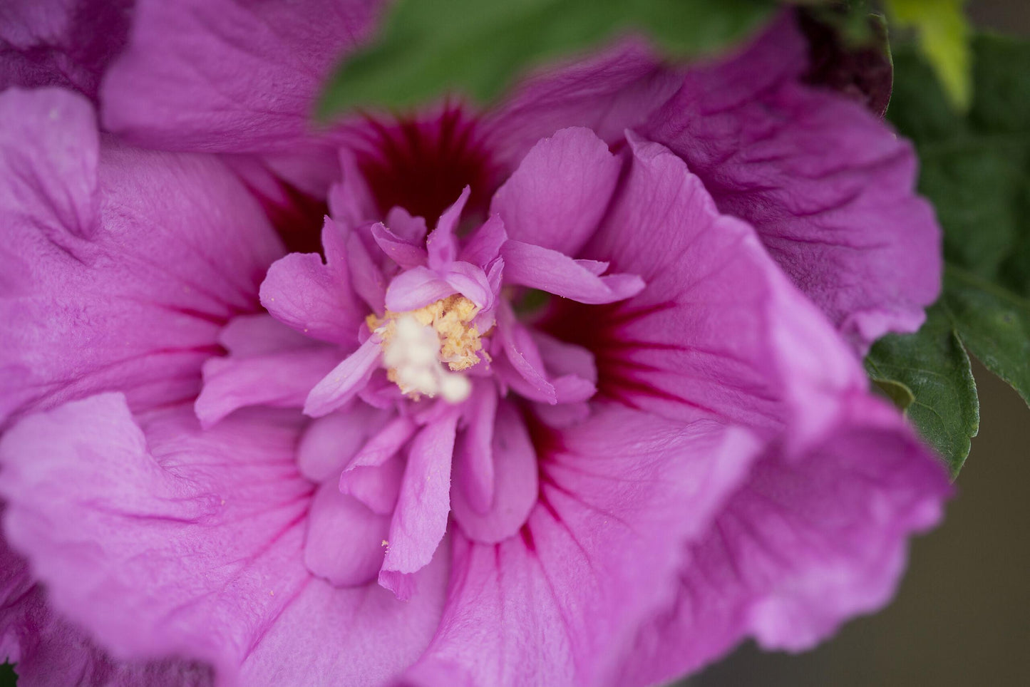 Hibiscus Syriacus 'tahiti' - View 26 from www redcrocus com