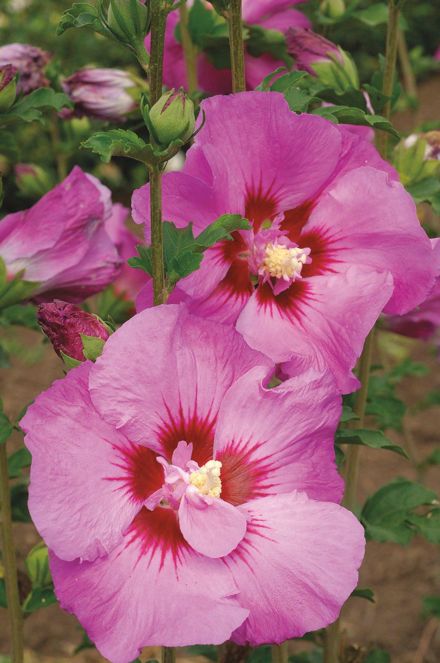 Hibiscus Syriacus 'tahiti' - View 29 from www redcrocus com