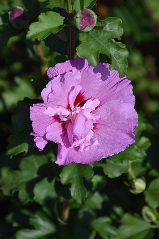 Hibiscus Syriacus 'tahiti' - View 30 from www redcrocus com