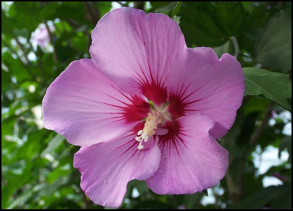Hibiscus Syriacus 'tahiti' - View 3 from www redcrocus com