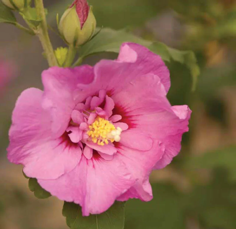 Hibiscus Syriacus 'tahiti' - View 4 from www redcrocus com