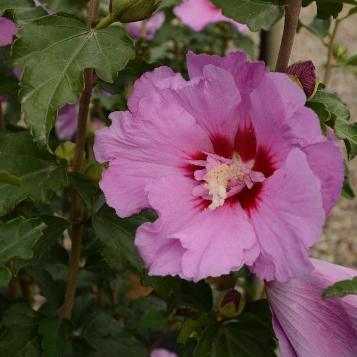 Hibiscus Syriacus 'tahiti' - View 7 from www redcrocus com