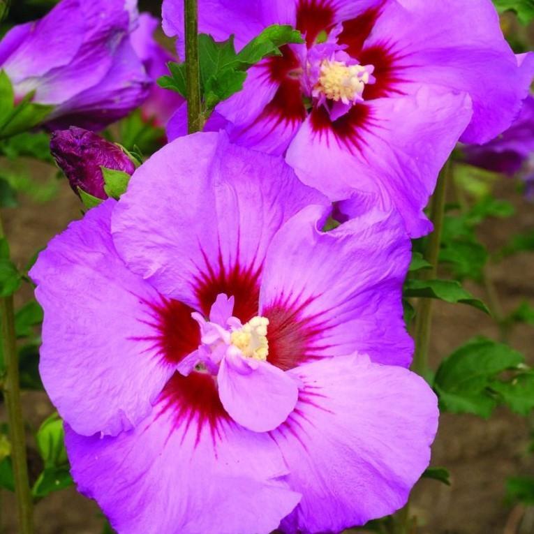 Hibiscus Syriacus 'tahiti' - View 9 from www redcrocus com
