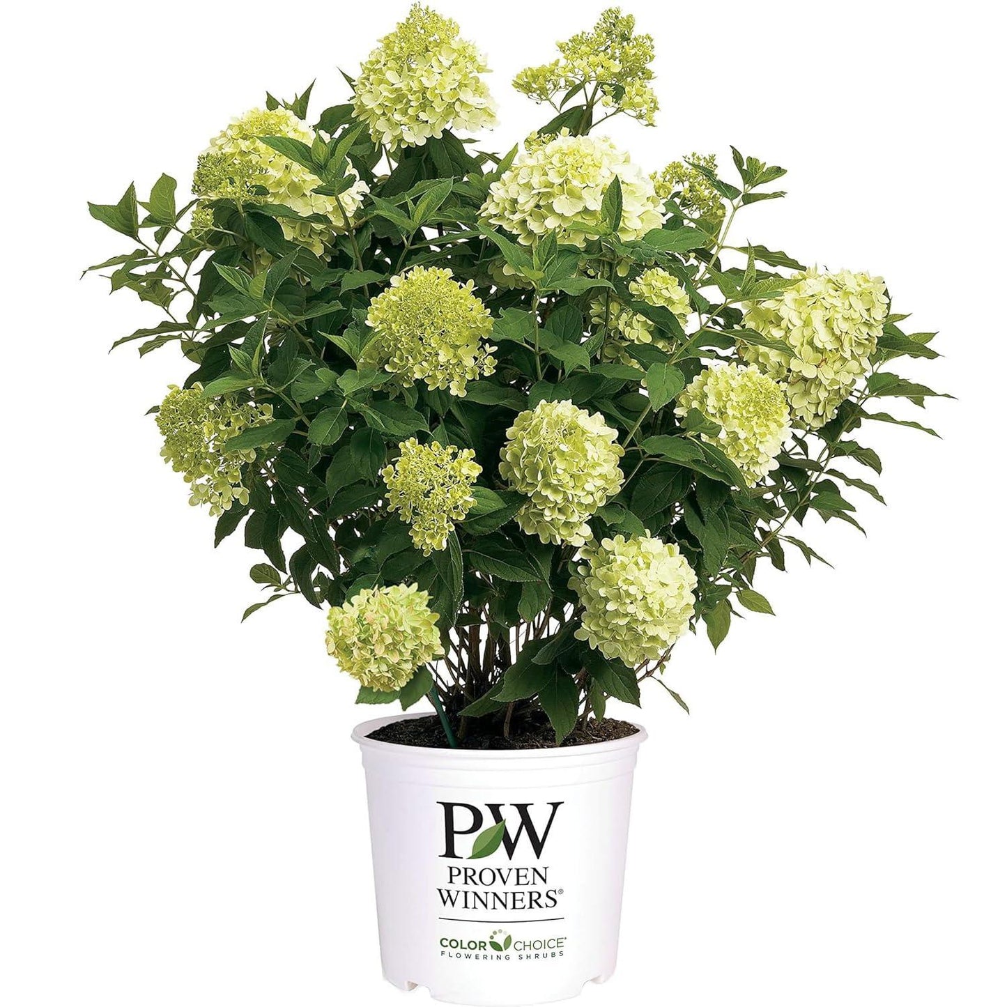 Hydrangea Paniculata 'limelight Prime' - View 13 from www redcrocus com