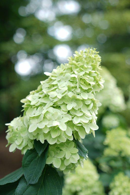 Hydrangea Paniculata 'limelight Prime' - View 28 from www redcrocus com