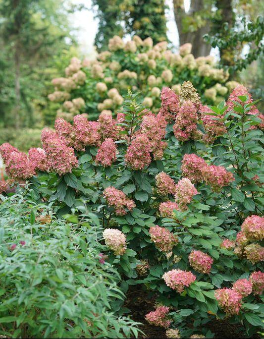 Hydrangea Paniculata 'limelight Prime' - View 2 from www redcrocus com