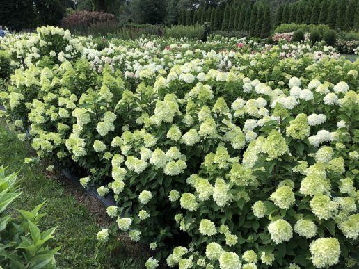 Hydrangea Paniculata 'limelight Prime' - View 31 from www redcrocus com