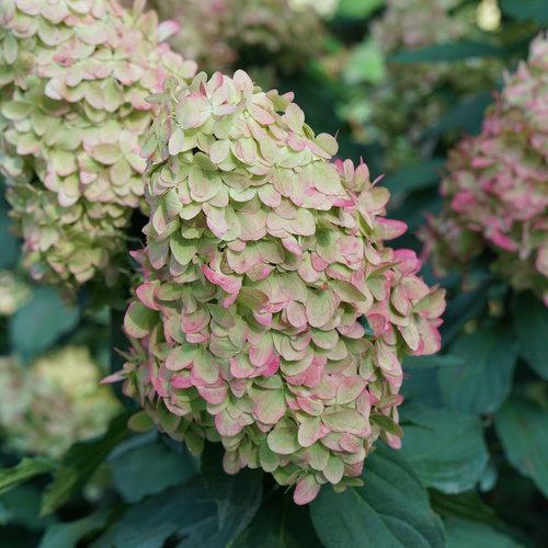 Hydrangea Paniculata 'limelight Prime' - View 38 from www redcrocus com