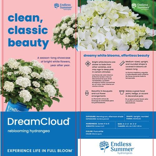 Hydrangea Macrophylla 'dreamcloud' - View 13 from www redcrocus com