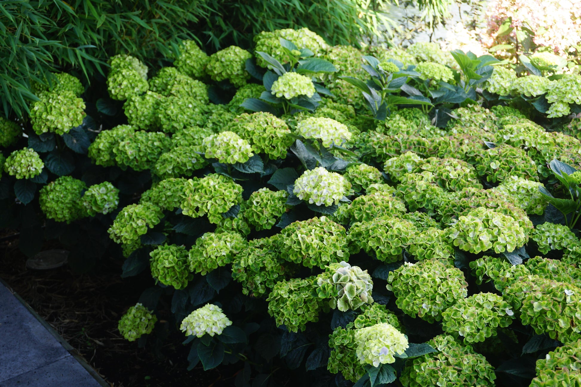 Hydrangea Macrophylla 'dreamcloud' - View 14 from www redcrocus com