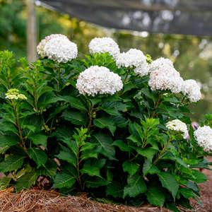 Hydrangea Macrophylla 'dreamcloud' - View 16 from www redcrocus com