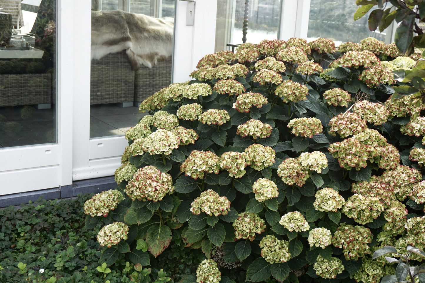 Hydrangea Macrophylla 'dreamcloud' - View 21 from www redcrocus com
