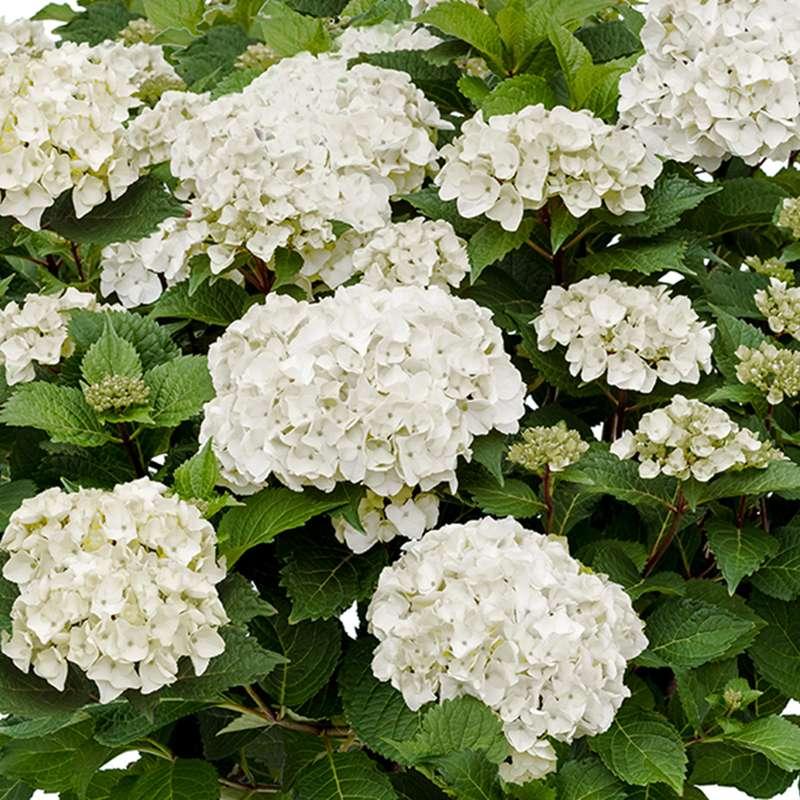 Hydrangea Macrophylla 'dreamcloud' - View 25 from www redcrocus com