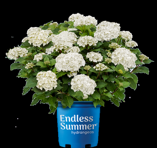 Hydrangea Macrophylla 'dreamcloud' - View 26 from www redcrocus com