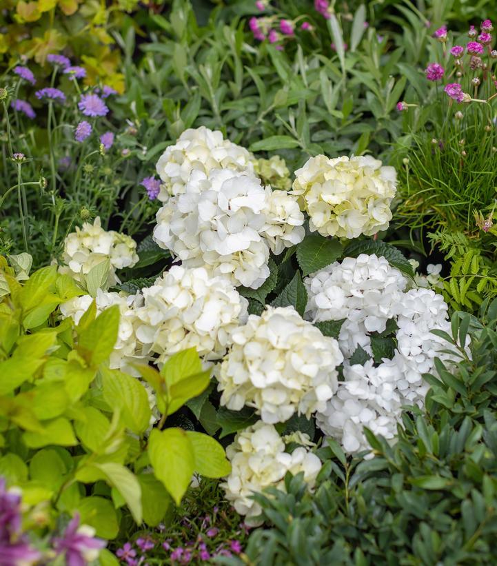 Hydrangea Macrophylla 'dreamcloud' - View 29 from www redcrocus com