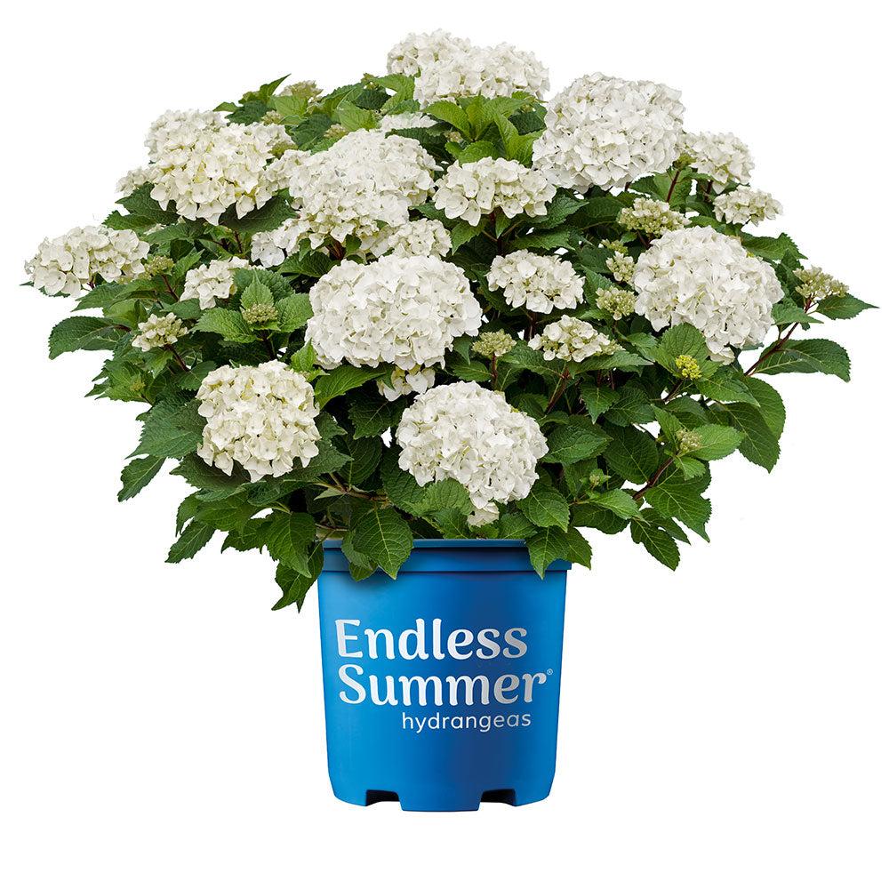 Hydrangea Macrophylla 'dreamcloud' - View 32 from www redcrocus com