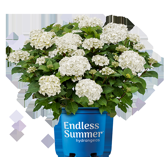 Hydrangea Macrophylla 'dreamcloud' - View 33 from www redcrocus com
