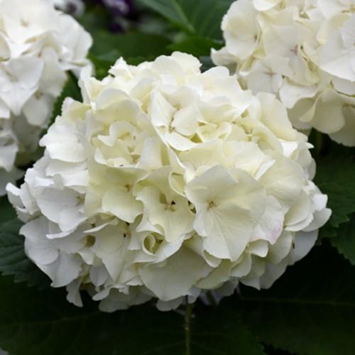 Hydrangea Macrophylla 'dreamcloud' - View 34 from www redcrocus com