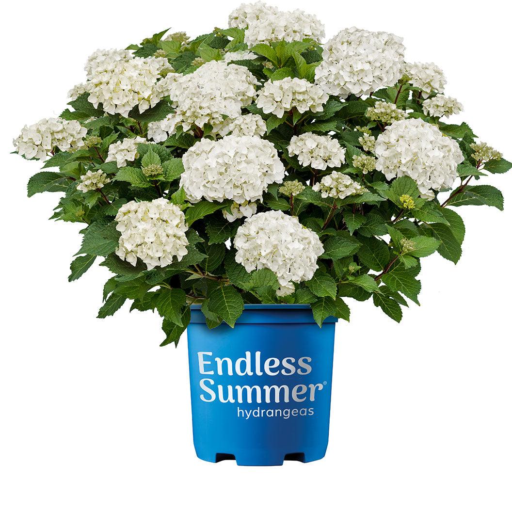 Hydrangea Macrophylla 'dreamcloud' - View 38 from www redcrocus com