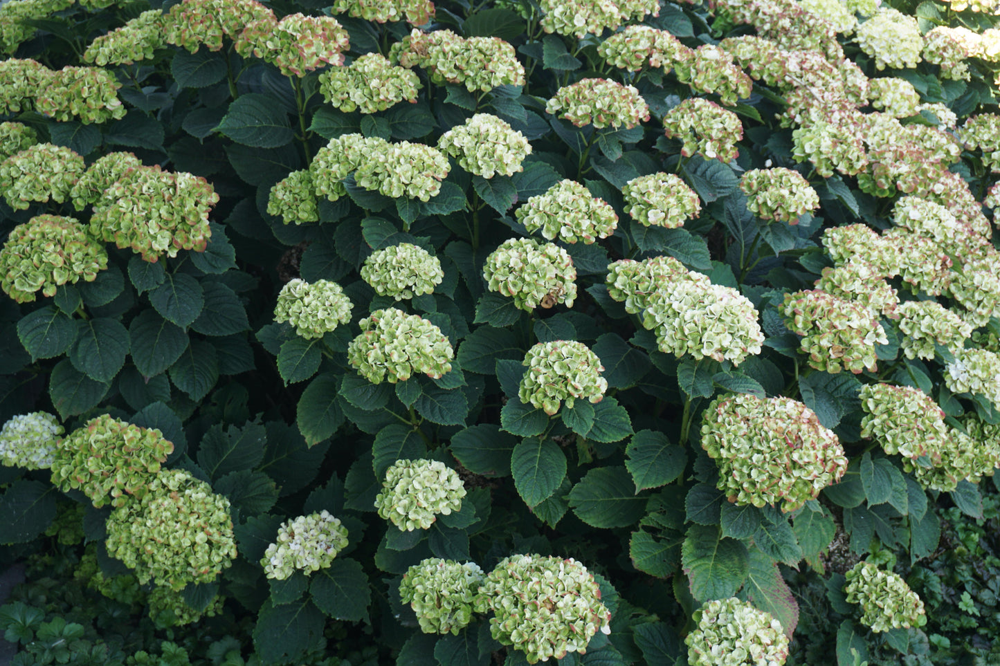 Hydrangea Macrophylla 'dreamcloud' - View 18 from www redcrocus com