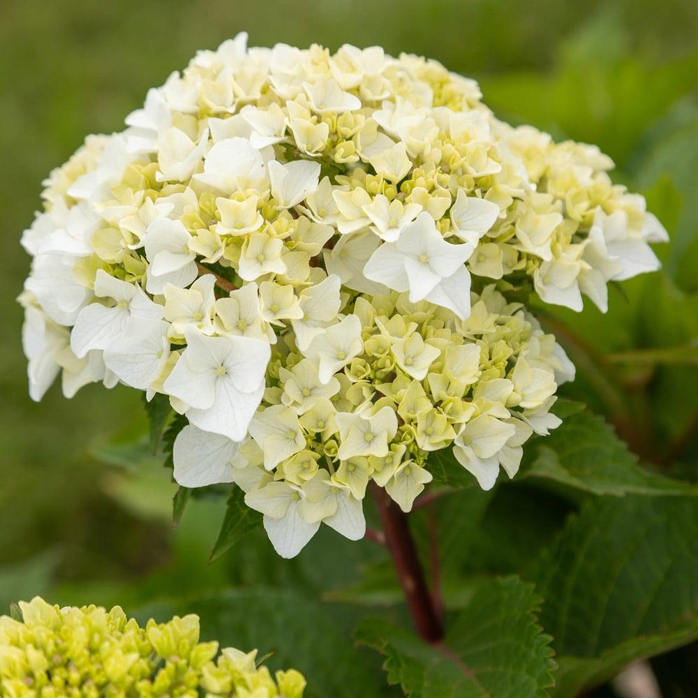 Hydrangea Macrophylla 'dreamcloud' - View 27 from www redcrocus com