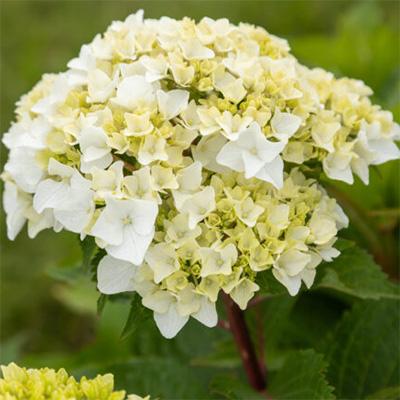 Hydrangea Macrophylla 'dreamcloud' - View 35 from www redcrocus com