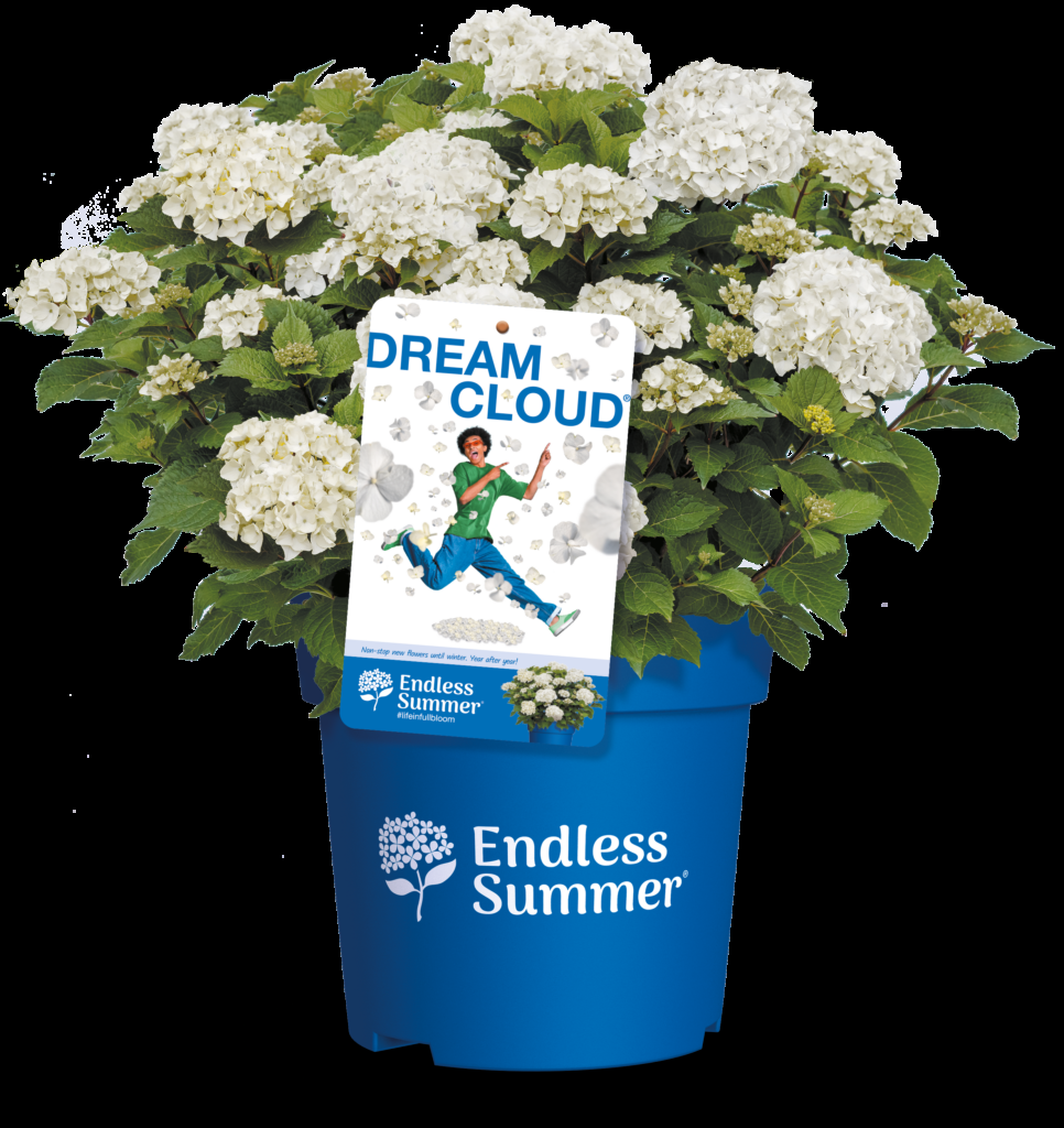 Hydrangea Macrophylla 'dreamcloud' - View 5 from www redcrocus com