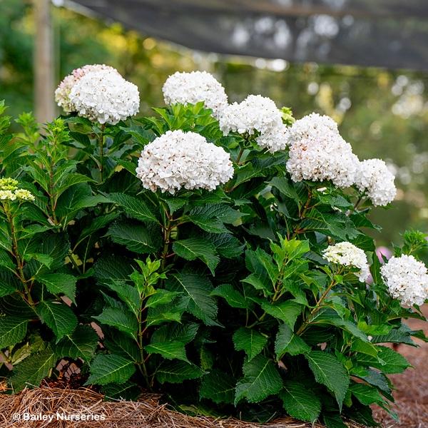 Hydrangea Macrophylla 'dreamcloud' - View 6 from www redcrocus com