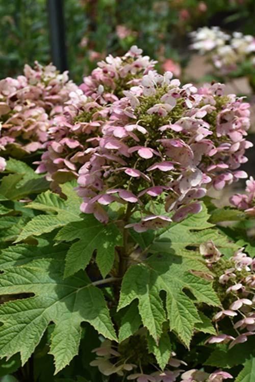 Hydrangea Quercifolia 'queen Of Hearts' - View 10 from www redcrocus com