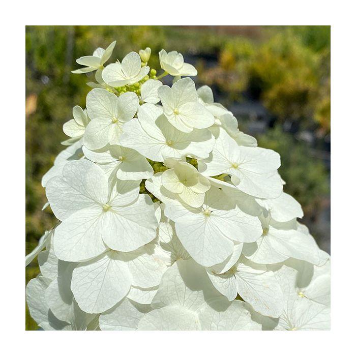 Hydrangea Quercifolia 'queen Of Hearts' - View 11 from www redcrocus com