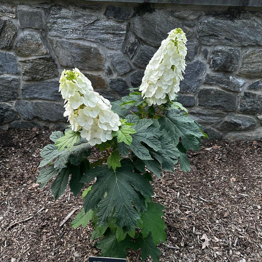 Hydrangea Quercifolia 'queen Of Hearts' - View 12 from www redcrocus com