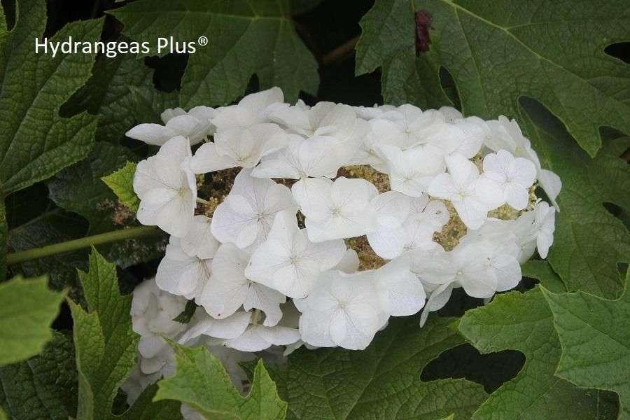 Hydrangea Quercifolia 'queen Of Hearts' - View 14 from www redcrocus com