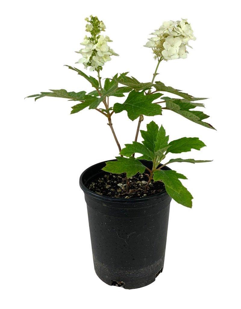 Hydrangea Quercifolia 'queen Of Hearts' - View 15 from www redcrocus com