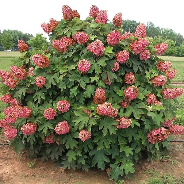 Hydrangea Quercifolia 'queen Of Hearts' - View 16 from www redcrocus com